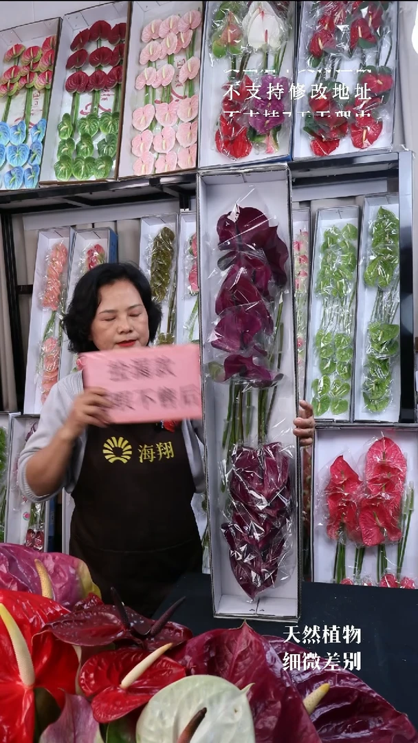 完全开放马拉维利雅12枝(中掌）有瑕福利不退不换不售后