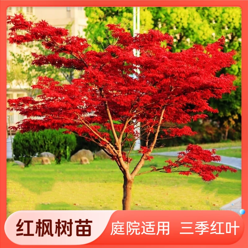 红枫树苗中国三季红庭院别墅种植红舞姬树苗彩叶树苗庭院花园植物