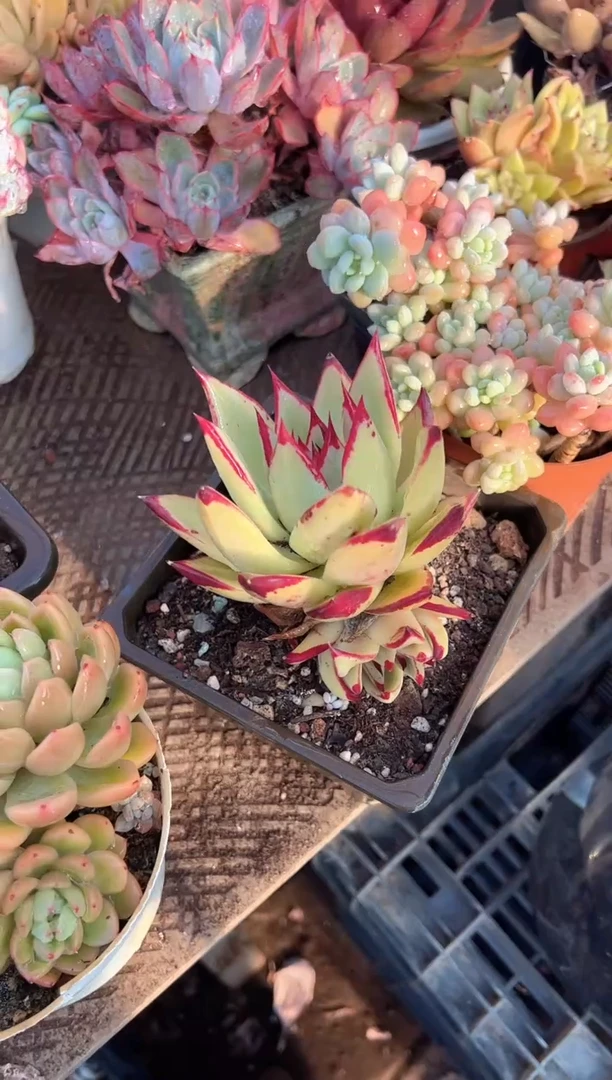 大****。多肉植物一物一拍05264