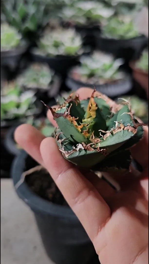 火-顶芽(直播竞拍/基因保证/非组培)