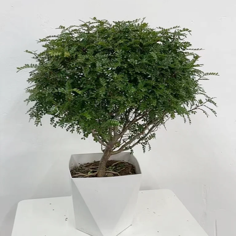 清香木盆栽花卉四季常青好养室内驱蚊净化空气绿植