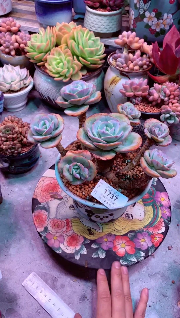 d****m1737送盆价——生鲜绿植不支持7天无理由退货