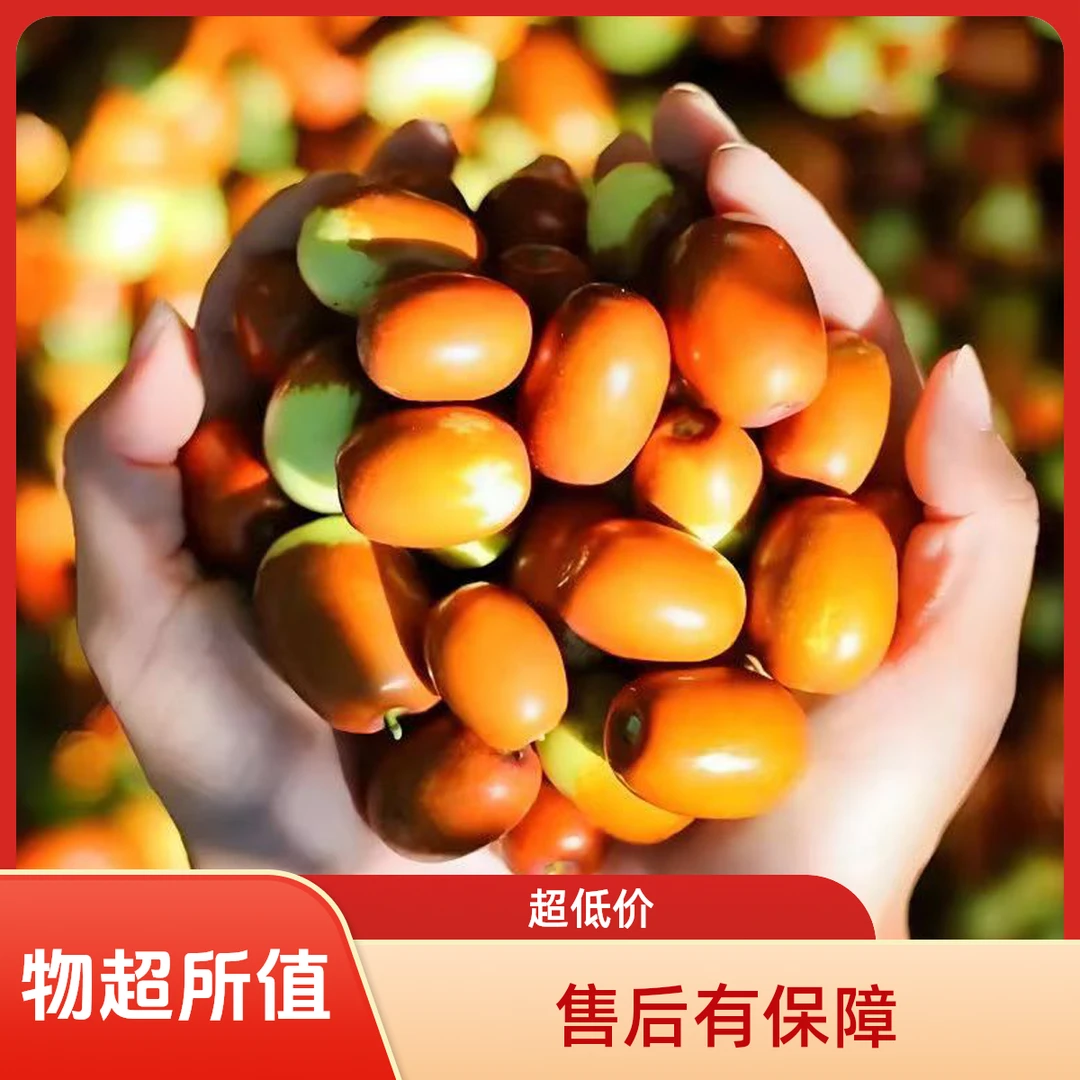新鲜现摘朝阳大枣甜脆多汁果肉饱满当季水果特产