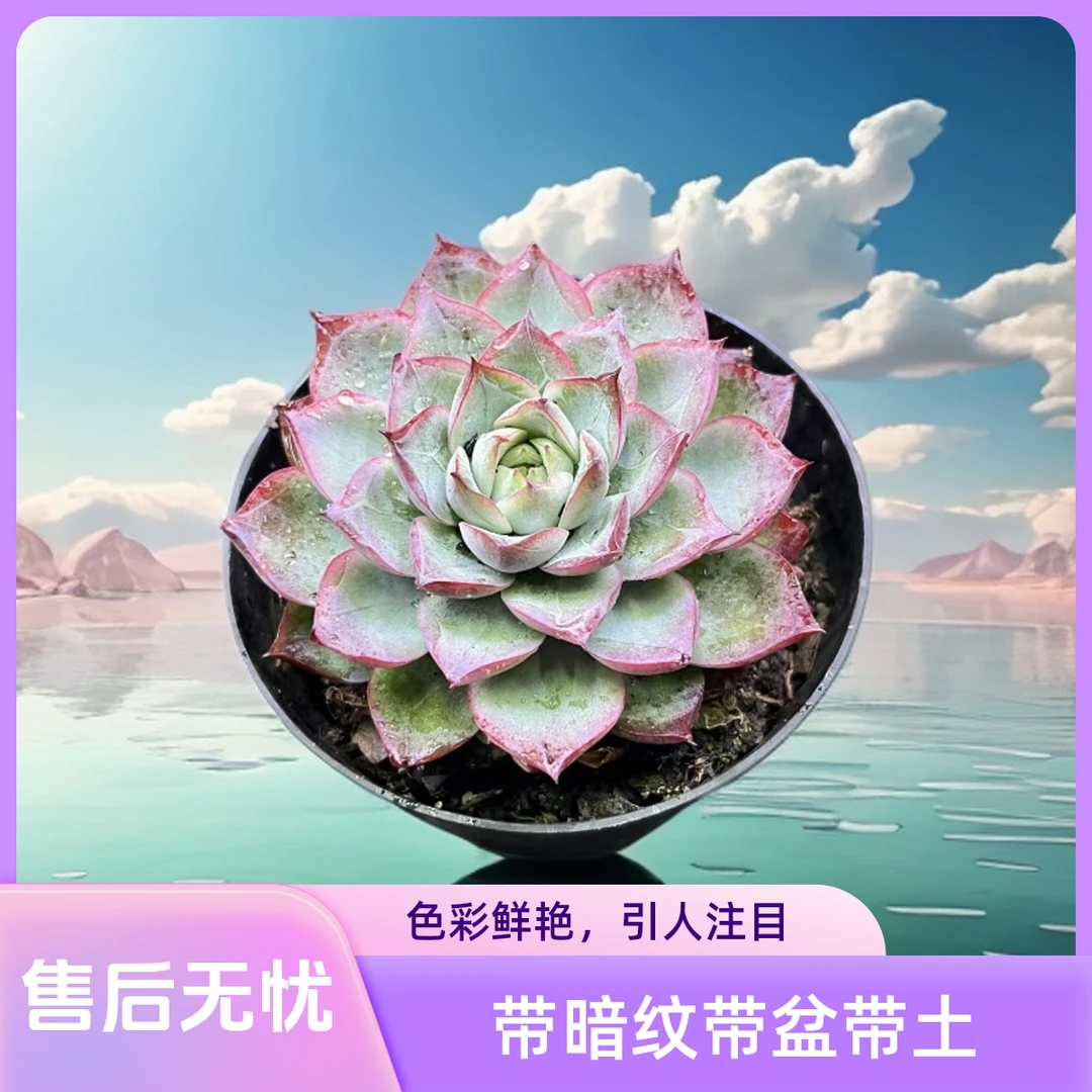 单头海荷多肉好看好养带盆（任意两单包邮）