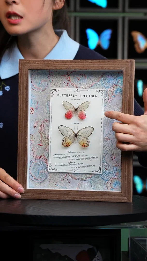 玫瑰绡眼蝶+黄晶眼蝶绢布款10寸框