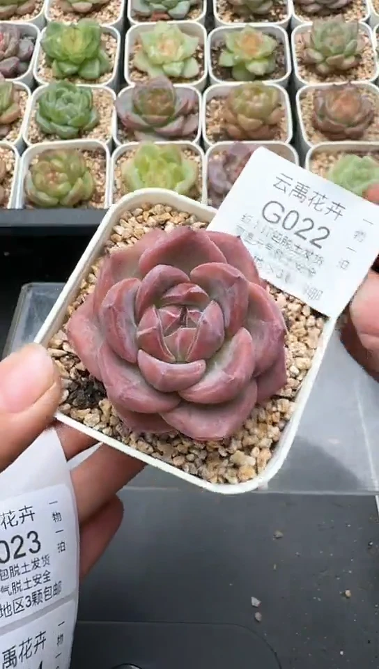 022G云禹多肉植物 默认脱土纸巾打包 3颗包邮