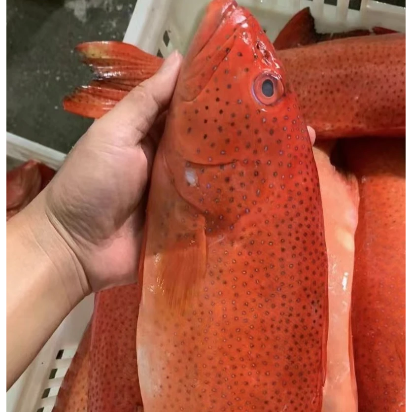 现称野生东星斑清蒸顺丰发货（现称海鲜，no退no换）