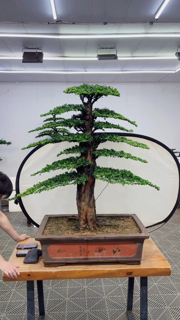 无花朵造型盆景一物一拍