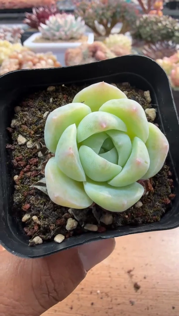 东云多肉园二店-53