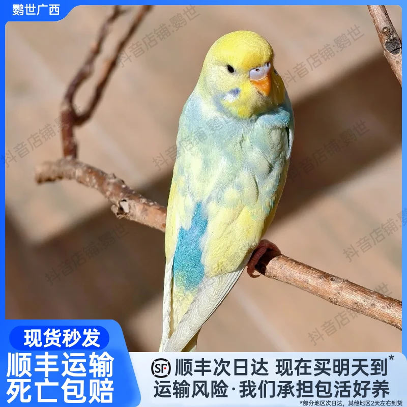 手养金彩大头虎皮鹦鹉活体宠物小鸟亲人会学说话适合老人小孩养殖