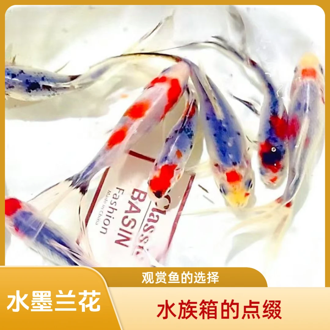 【6条 钻石水墨兰花】好养冷水鱼耐活练手招财皮实新手观赏鱼