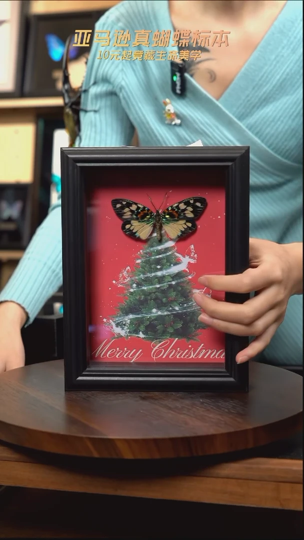 华庆锦斑蛾圣诞款7寸