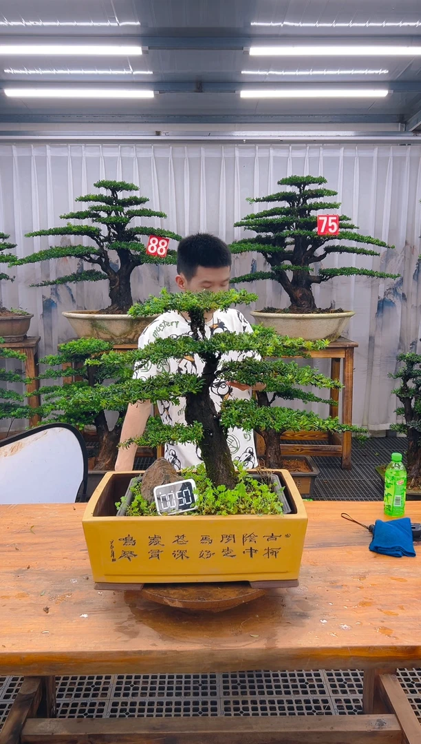 无花朵精品盆景直播间一物一拍