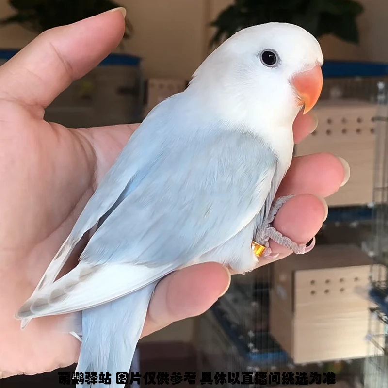 手养亲人面类牡丹鹦鹉活体宠物小鸟