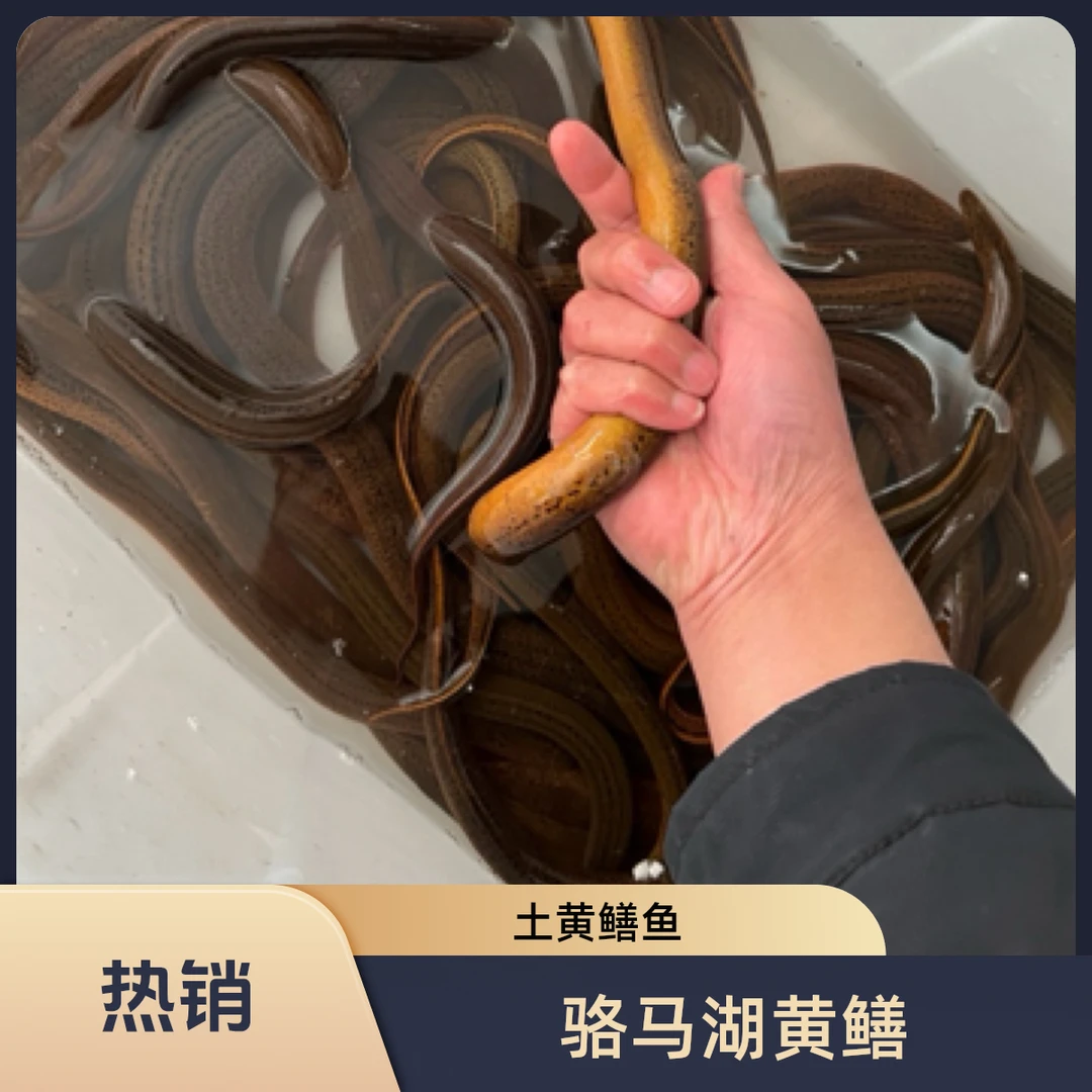 宿迁叶家水产  野生土黄鳝