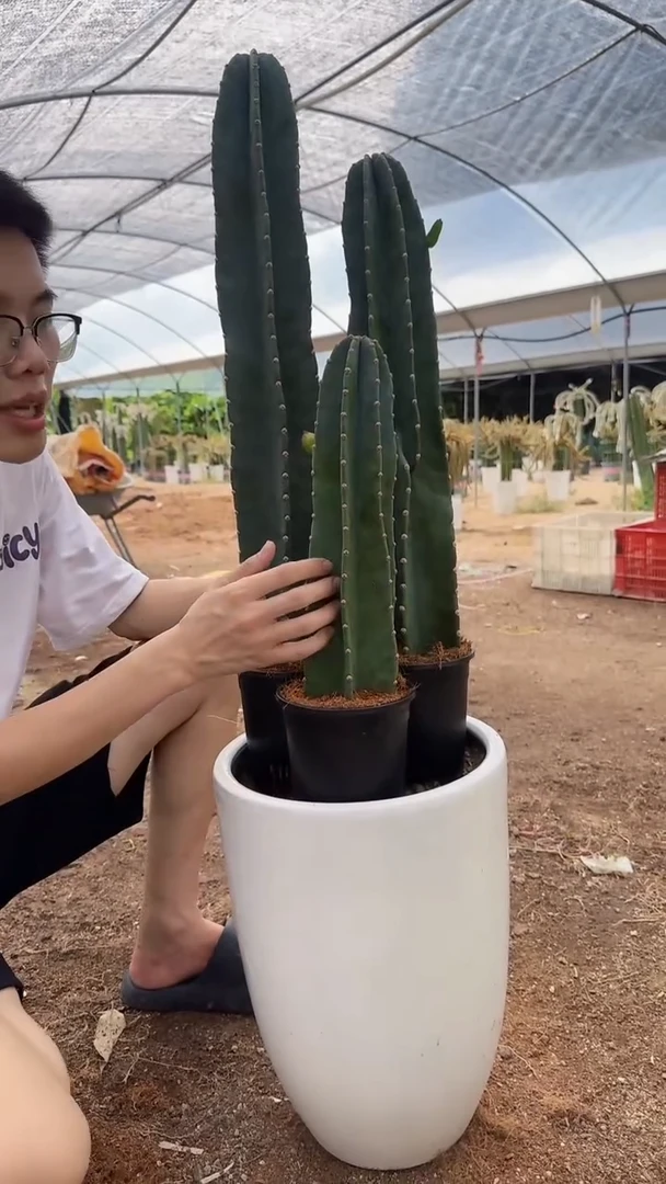 【带根】30 50 80cm 量天尺
