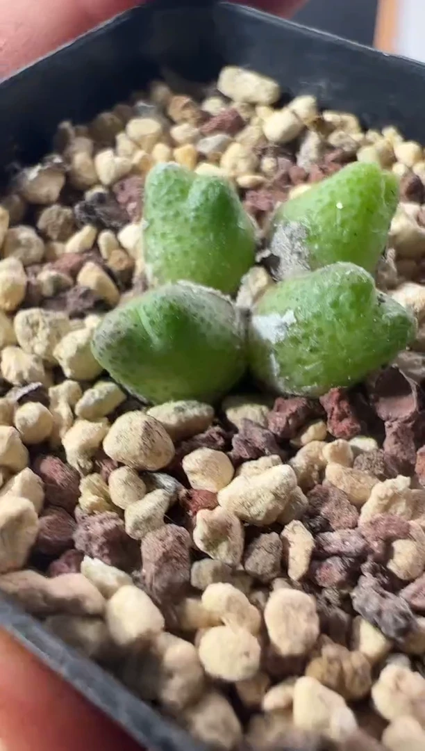 一物一拍         --286