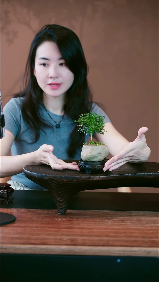 无花朵小九里香盆景盆景盆景