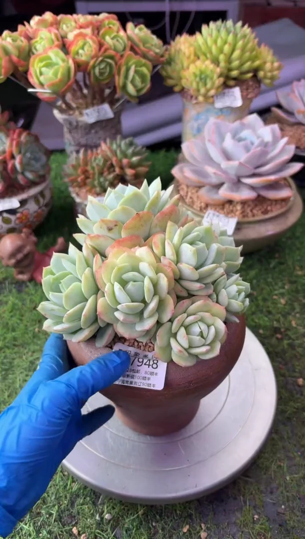 昆明印象多肉07948