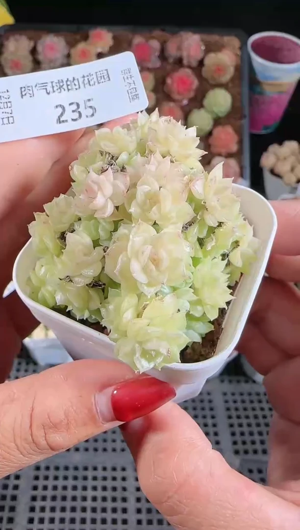 1207-235多肉群生不包整