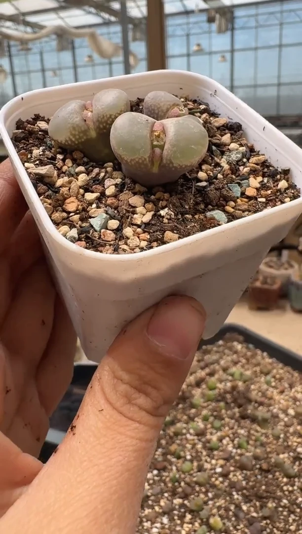 多肉植物肉锥3-154