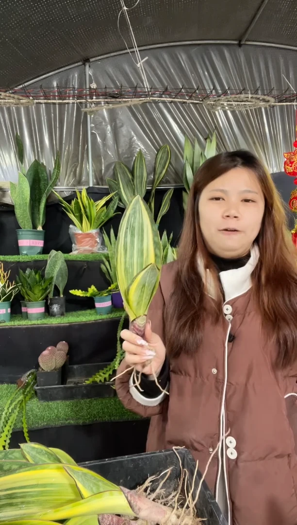 【闪购商品】黄金宝镜9.9