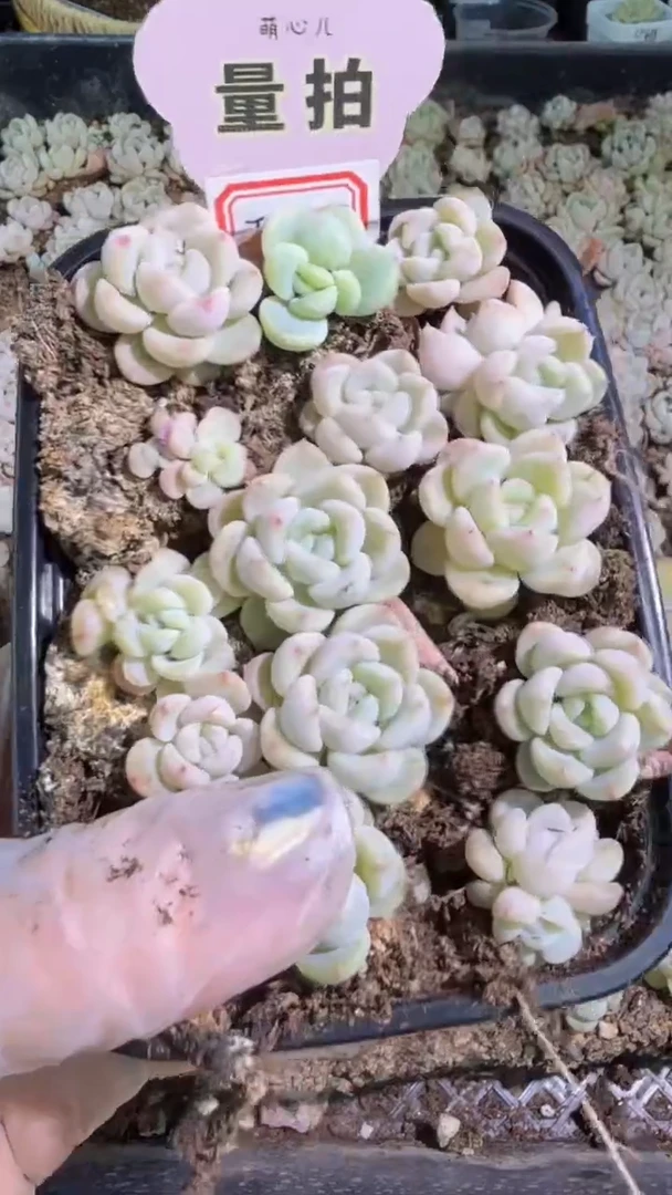 T015切糕1盒 量拍混发