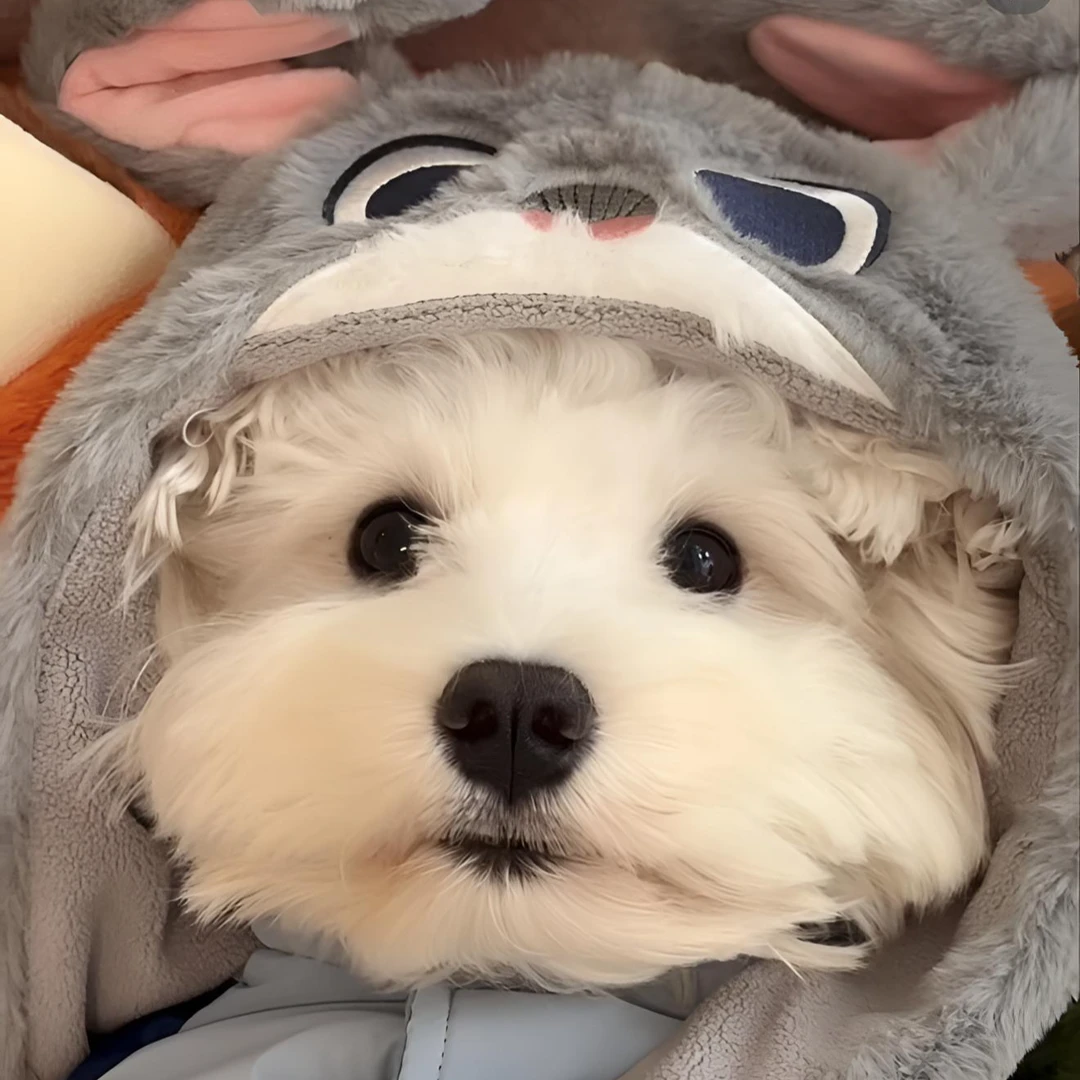 性价比高端宠物狗纯种犬双血统犬贵族犬通用链接