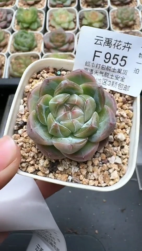 955F云禹多肉植物 默认脱土纸巾打包 3颗包邮