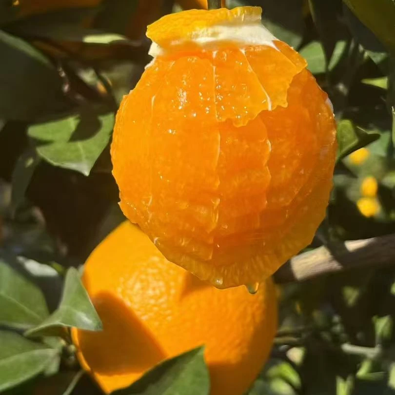 秭归九月红果冻橙·爆汁·自家果园当天现摘