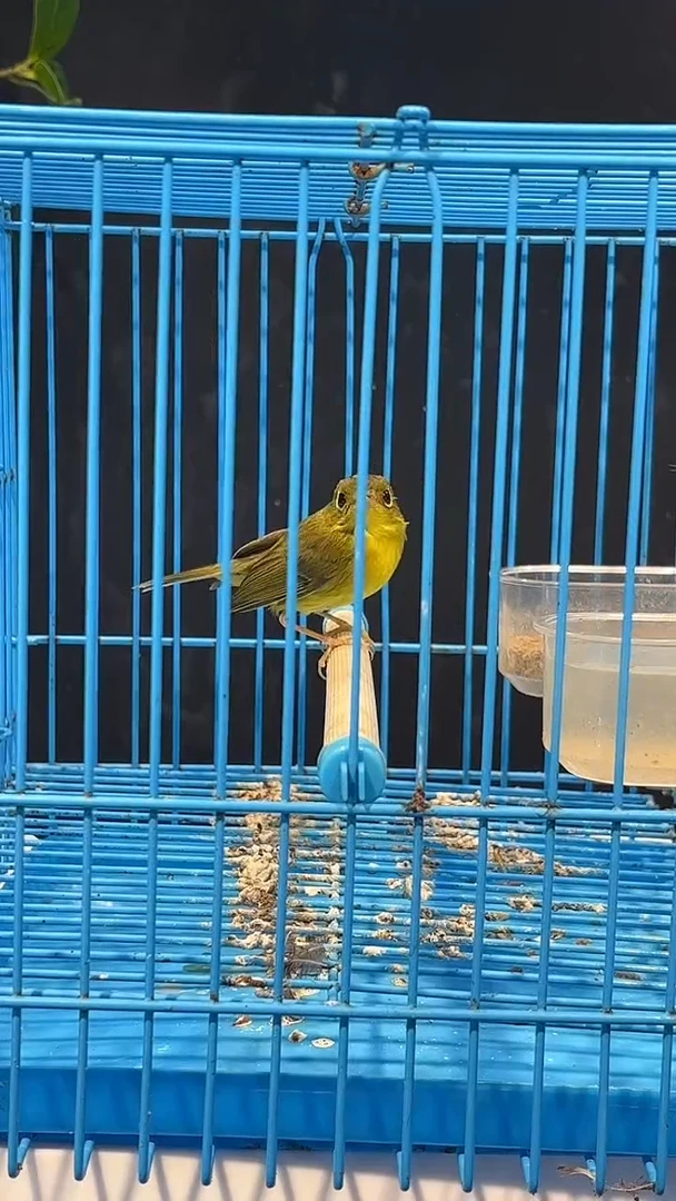 25号  金框养笼  0元起拍