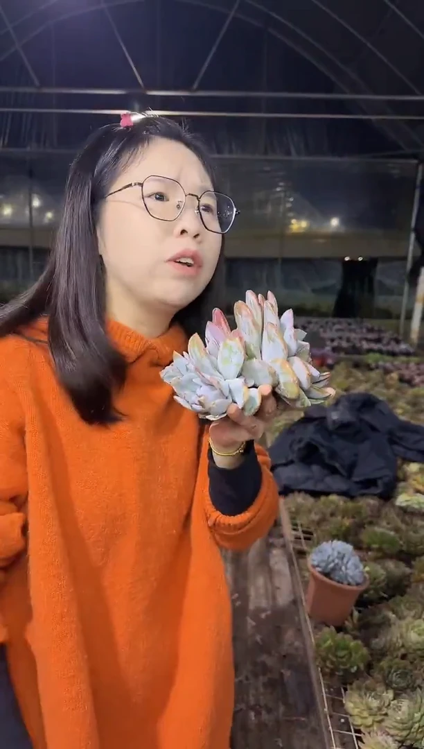 脱土无砍爆多崽奶茶+单头暗纹美人9.99