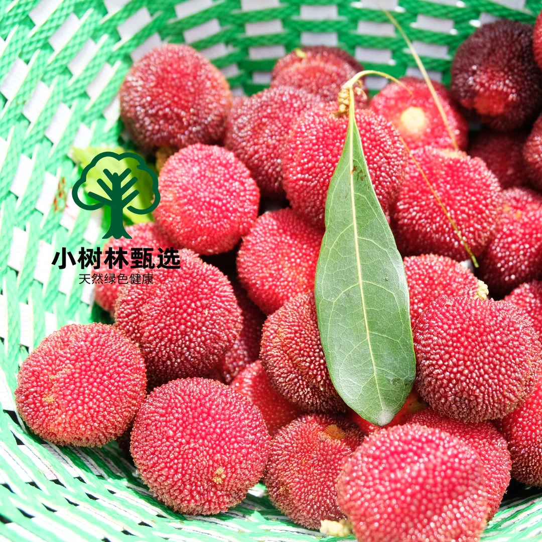 【高山东魁杨梅23-28g】鲜果现摘现发顺丰冷链空运正宗东魁大杨梅