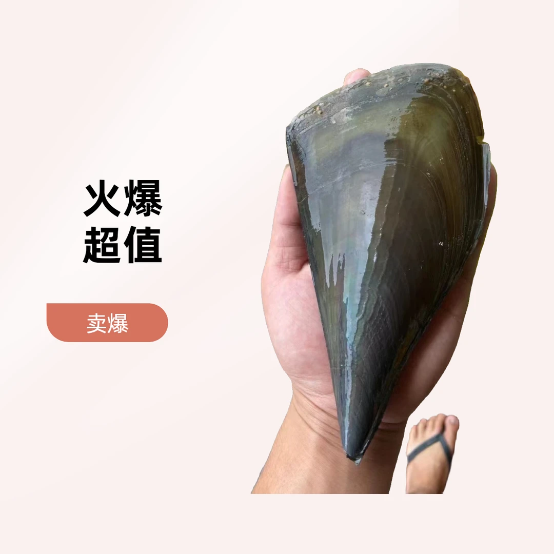 活带子（帮杀备注）