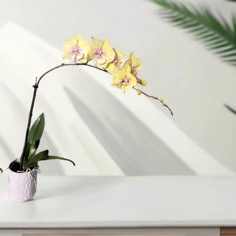 飞花|蝴蝶兰大吉大利|