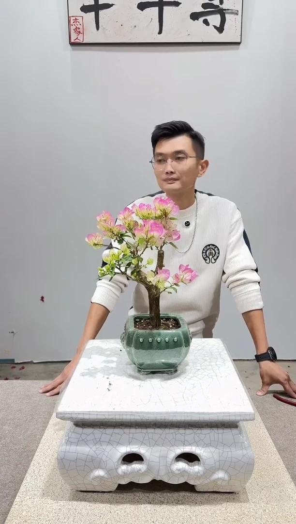 完全开放绿樱三角梅