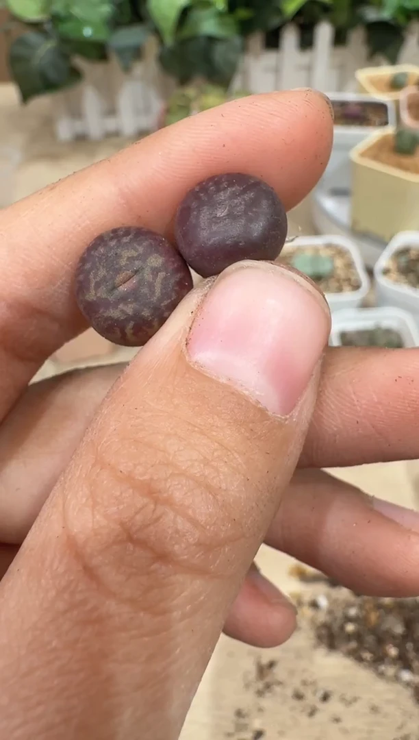 l****蔡29-92多肉植物肉锥