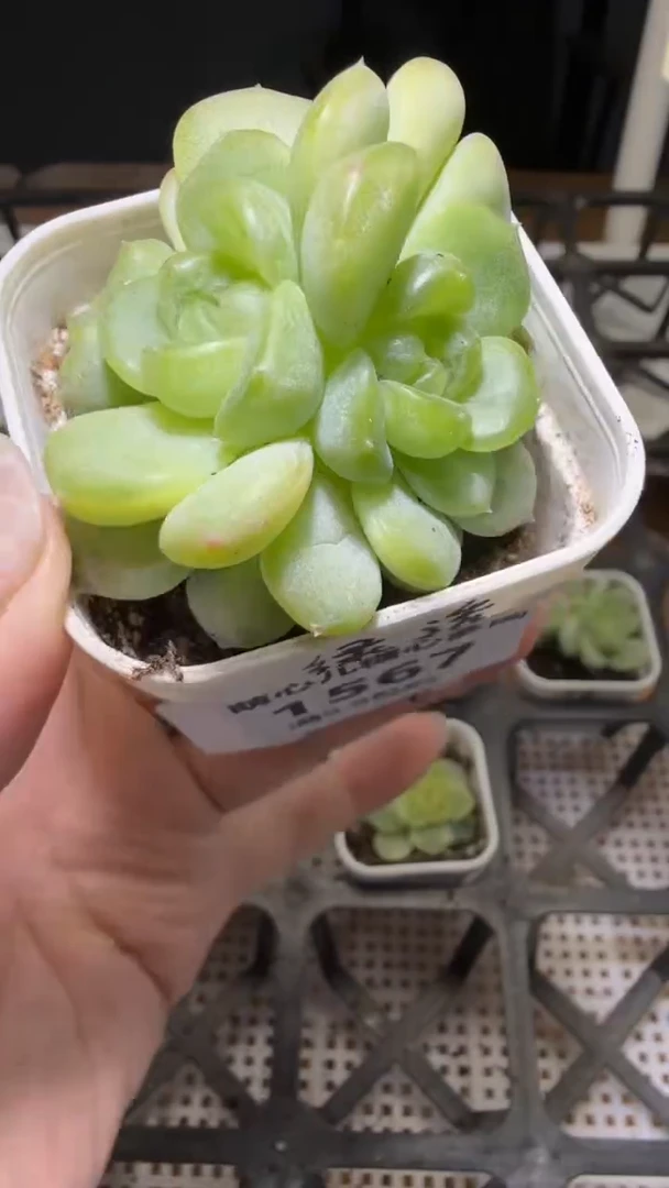 1567  绿透多肉植物