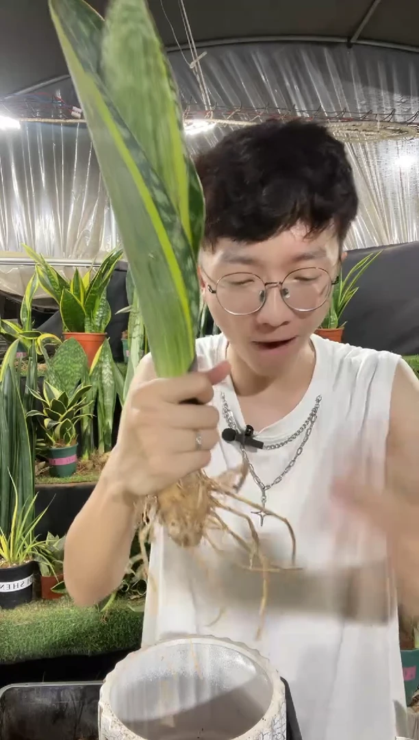 单叶带心黄金宝镜裸根13.88