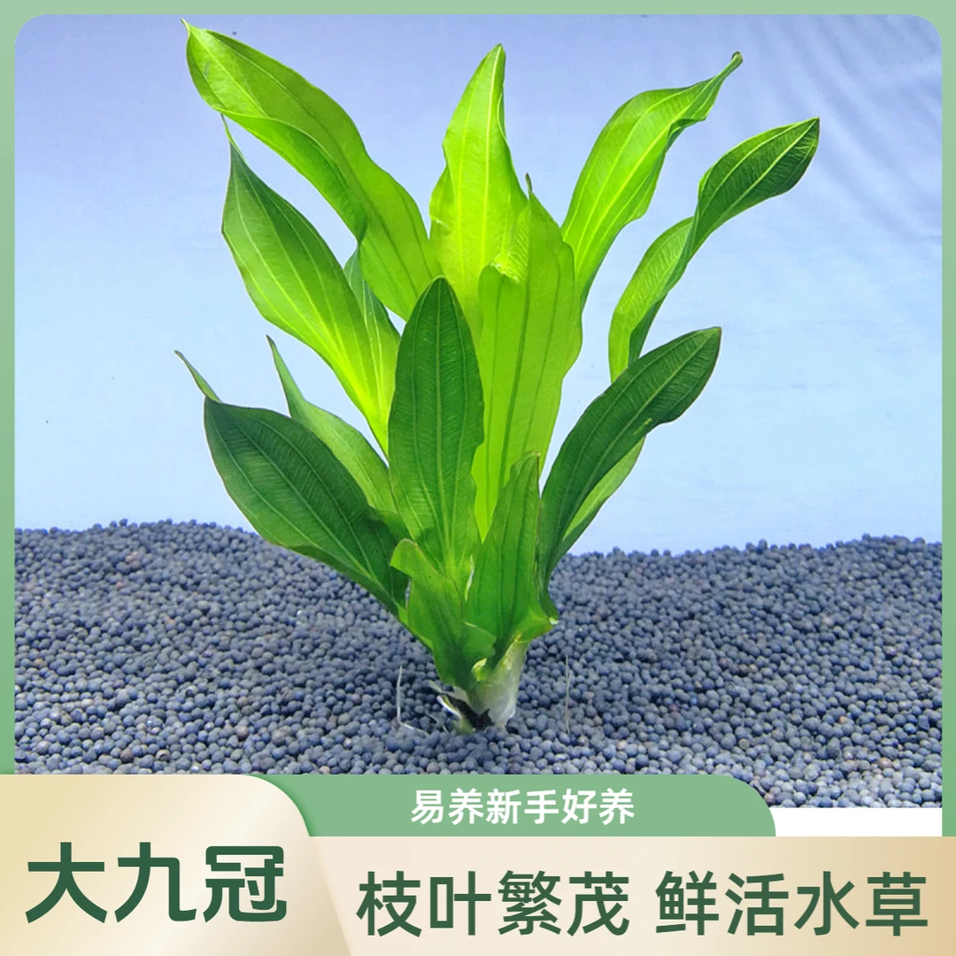 绿九冠水草阴性植物大叶九冠净化水质增氧适合新手的鱼缸造景真草