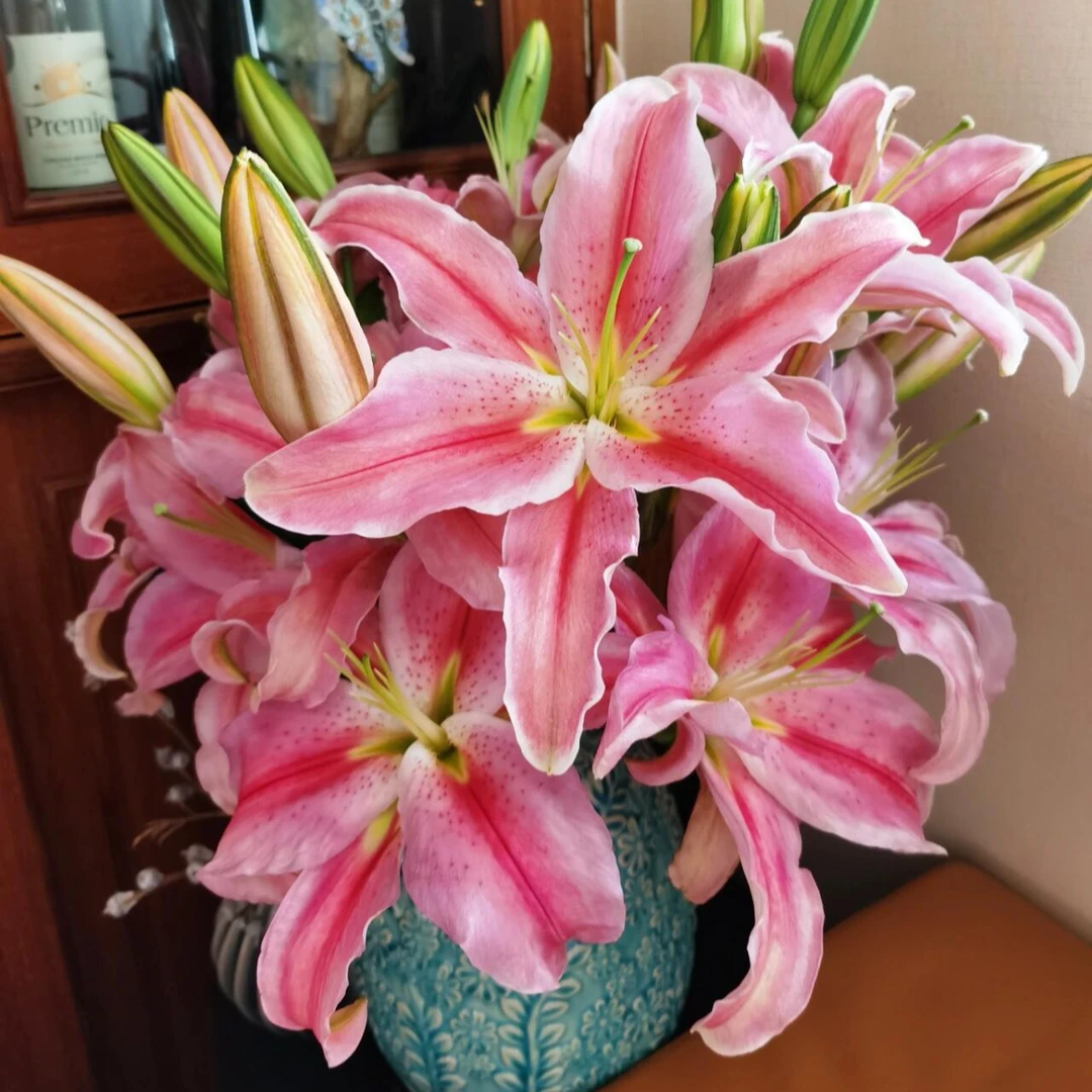 【粉红女郎】精选粉红女郎香水百合家居摆放插花云南鲜花优质鲜切花