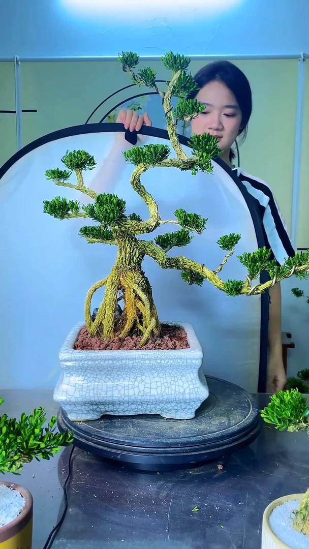 不开花植物广东雀舌黄杨盆景