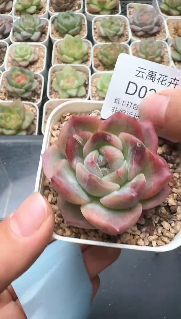 207D云禹多肉植物 带盆土纸巾打包 3颗包邮