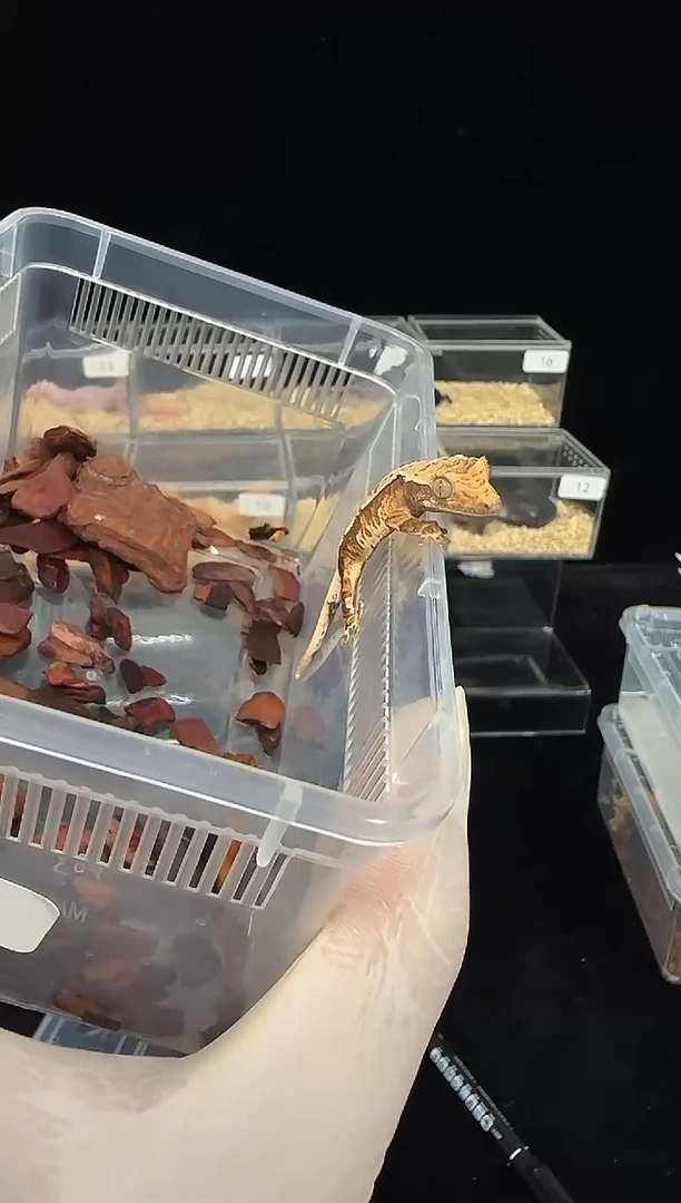 睫角守宫睫角守宫