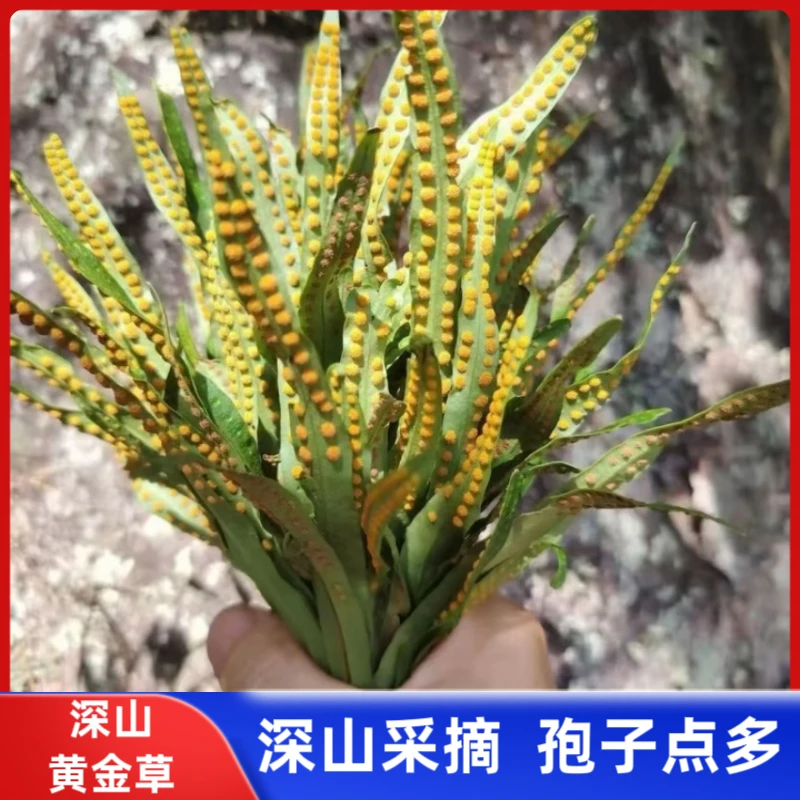 【嗷嗷叫】正宗东北长白山化石 草黄金草泡水煮水