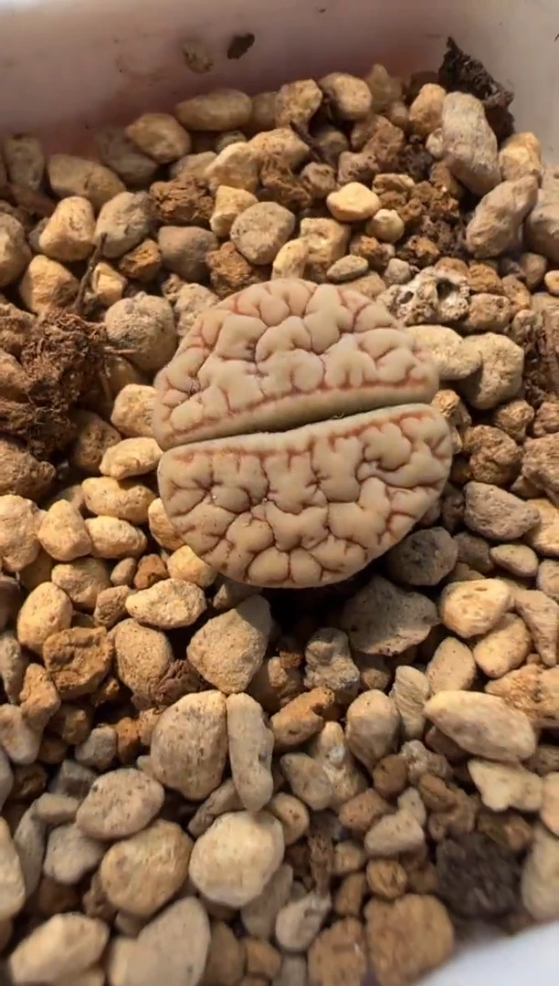 142。。。。。。。。。。。。。。。