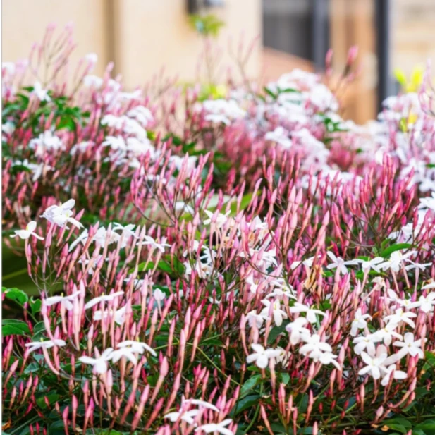 【一花成景】多花素馨花苗盆栽  耐热耐寒爬藤爬墙带香味多年生好养