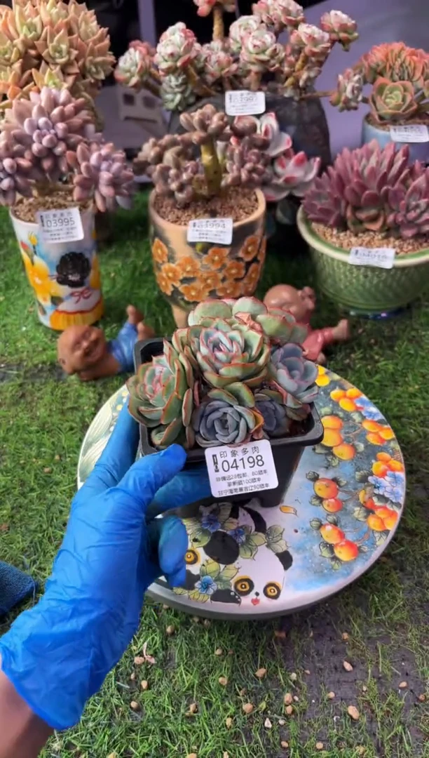 昆明印象多肉04198