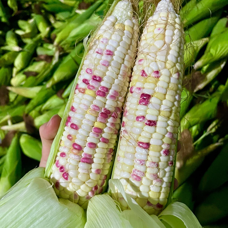 正宗老式新鲜现摘现卖花糯玉米甜糯可口带皮代餐蔬菜玉米独立包装