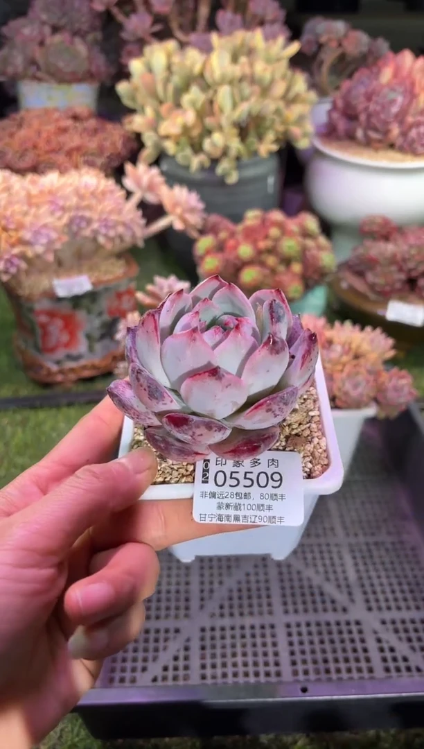 【闪购商品】05509